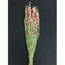 LARKSPUR 25" Dark Pink- OUT OF STOCK